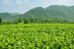 茶树冬季管理 3 大核心要点！防冻 + 养根 + 清园，来年高产稳了-茶之家